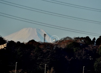富士山とクロハラアジサシー2019年1月27日.jpg
