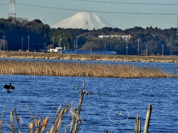 富士山とミコアイサー曙橋附近、２０１９－２－12.jpg